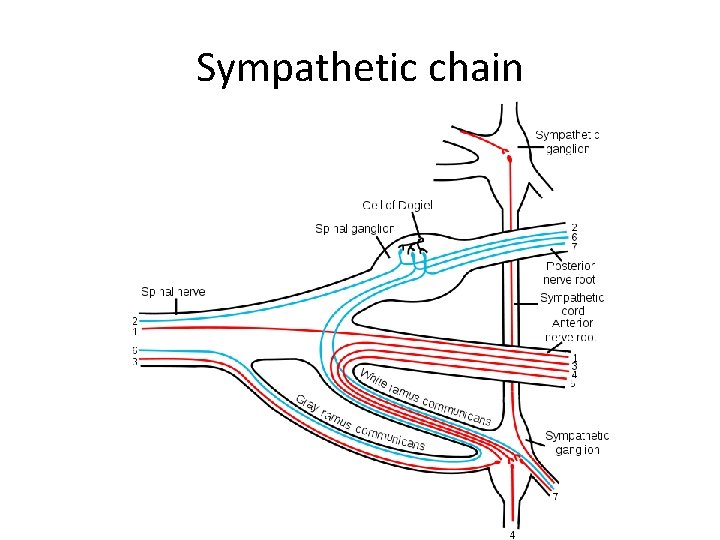 Sympathetic chain 