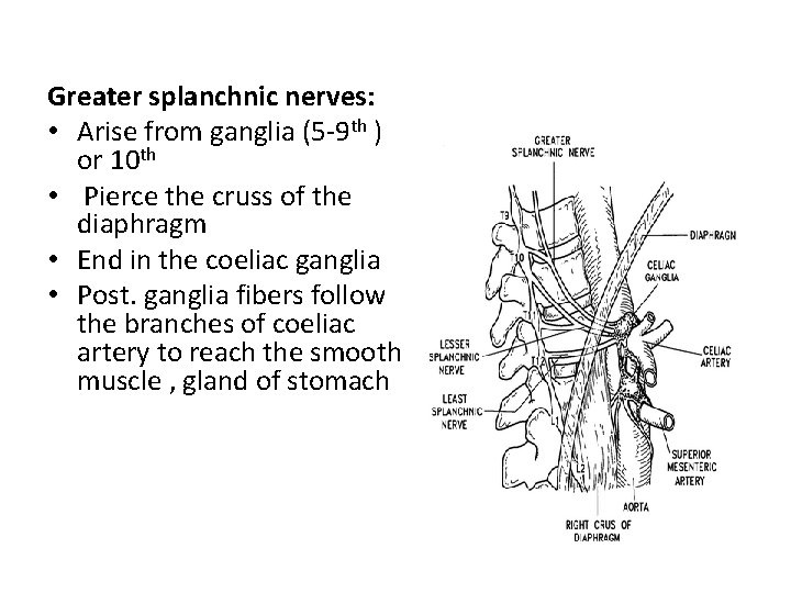 Greater splanchnic nerves: • Arise from ganglia (5 -9 th ) or 10 th