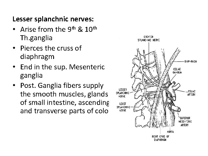 Lesser splanchnic nerves: • Arise from the 9 th & 10 th Th. ganglia
