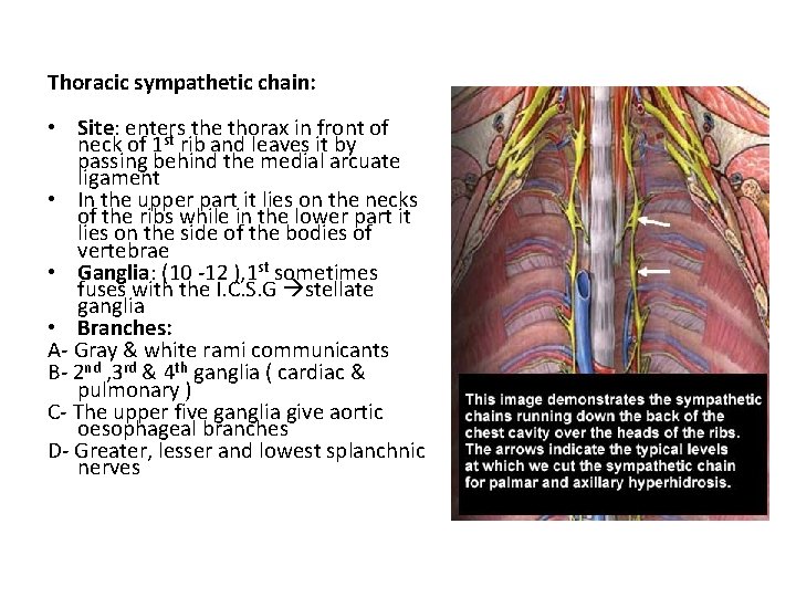 Thoracic sympathetic chain: • Site: enters the thorax in front of st neck of