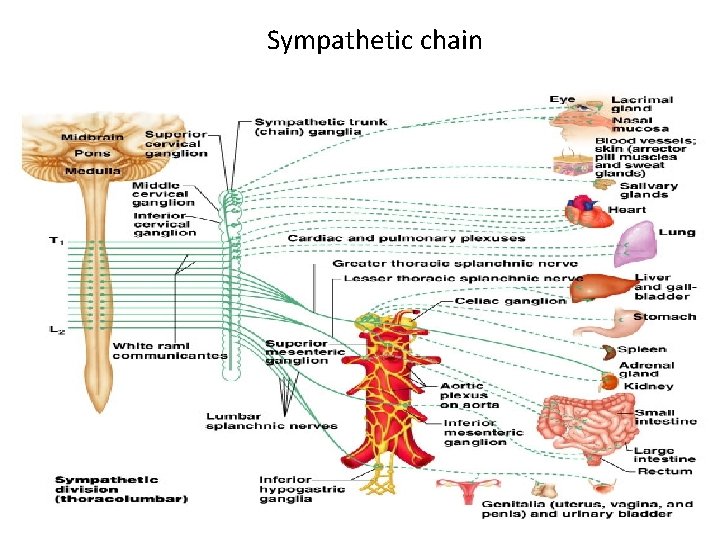 Sympathetic chain 27 