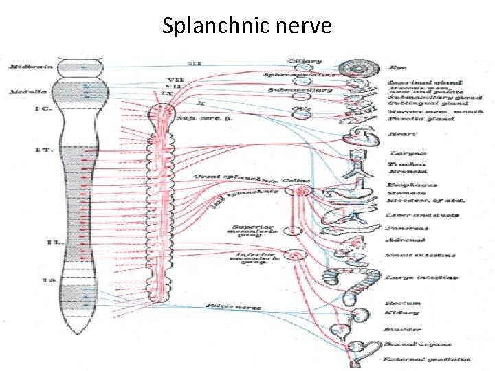 Splanchnic nerve 