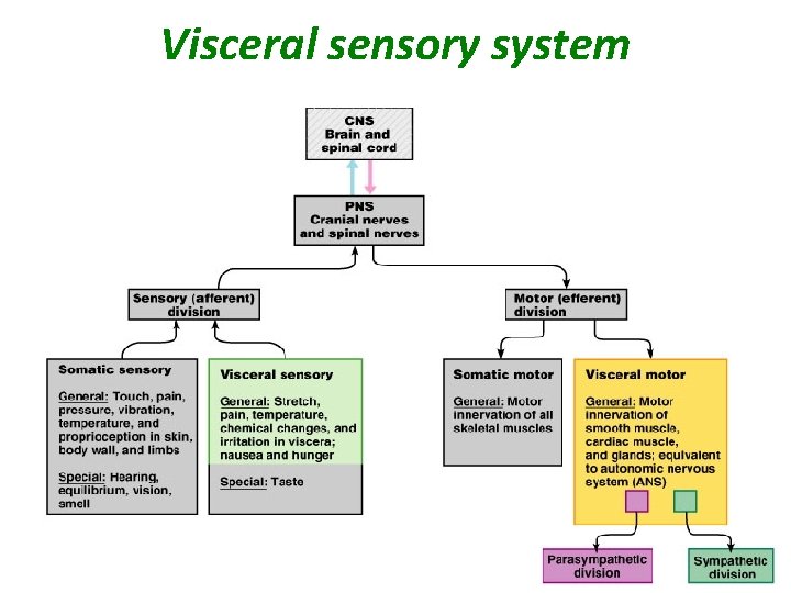 Visceral sensory system 29 