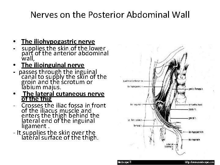 Nerves on the Posterior Abdominal Wall • The iliohypogastric nerve - supplies the skin