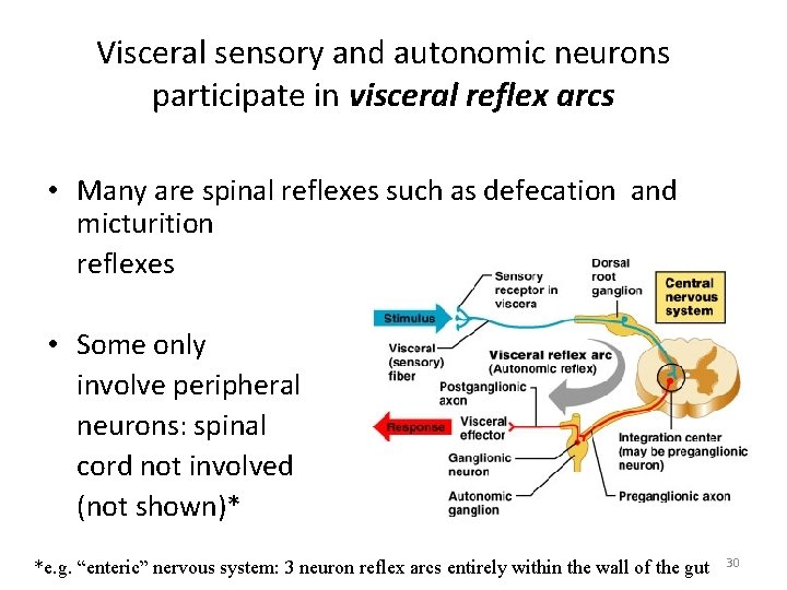 Visceral sensory and autonomic neurons participate in visceral reflex arcs • Many are spinal