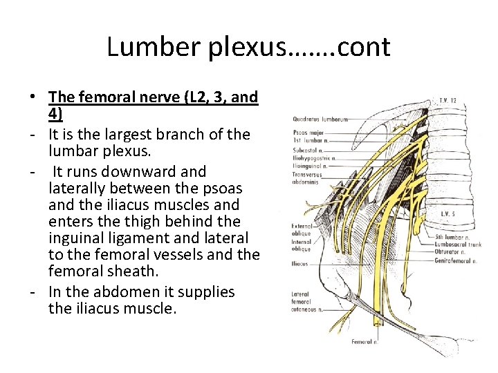 Lumber plexus……. cont • The femoral nerve (L 2, 3, and 4) - It