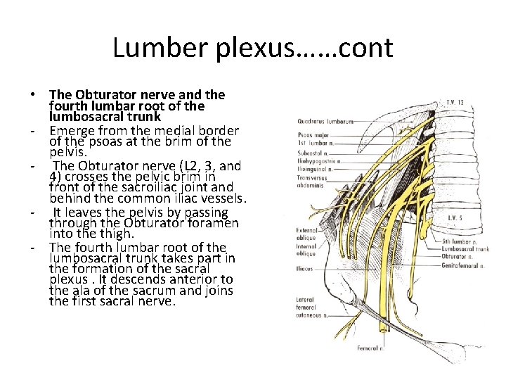 Lumber plexus……cont • The Obturator nerve and the fourth lumbar root of the lumbosacral