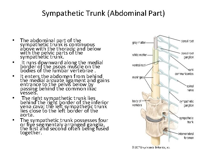 Sympathetic Trunk (Abdominal Part) • The abdominal part of the sympathetic trunk is continuous