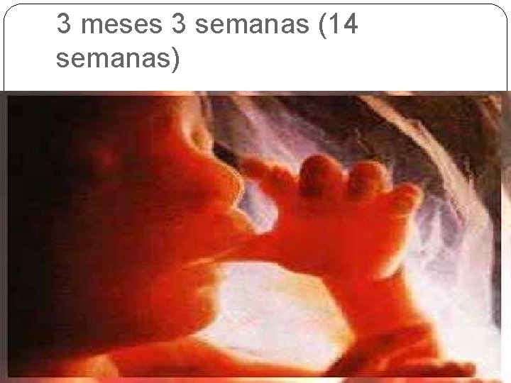 3 meses 3 semanas (14 semanas) 