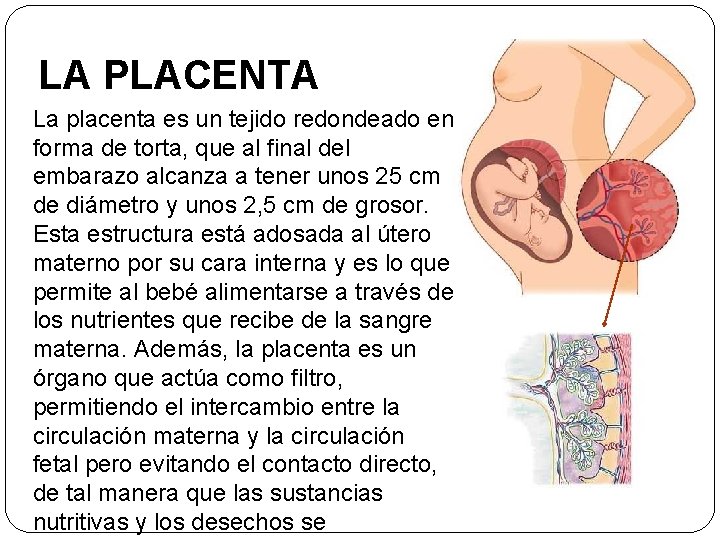 LA PLACENTA La placenta es un tejido redondeado en forma de torta, que al
