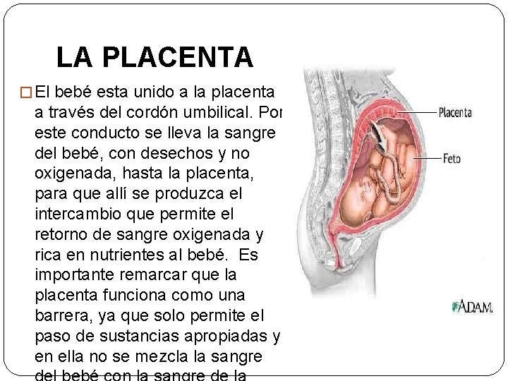 LA PLACENTA � El bebé esta unido a la placenta a través del cordón