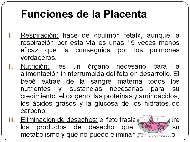 Funciones de la Placenta Respiración: hace de «pulmón fetal» , aunque la respiración por