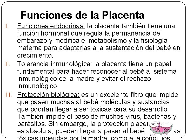 Funciones de la Placenta Funciones endocrinas: la placenta también tiene una función hormonal que