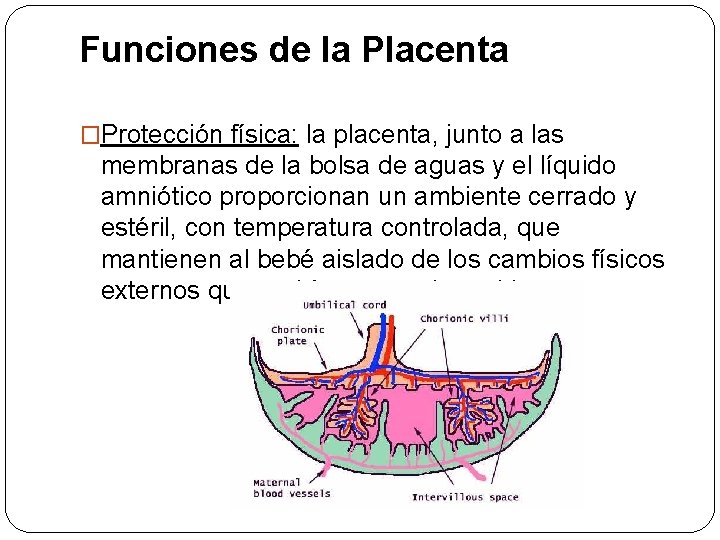 Funciones de la Placenta �Protección física: la placenta, junto a las membranas de la