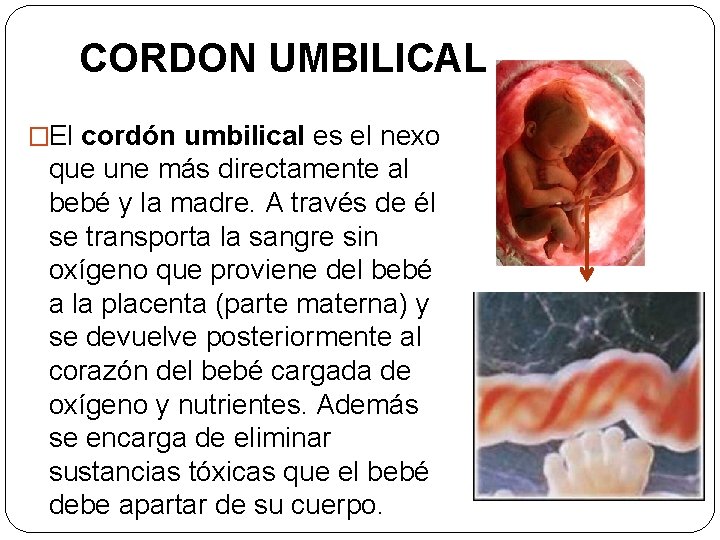 CORDON UMBILICAL �El cordón umbilical es el nexo que une más directamente al bebé