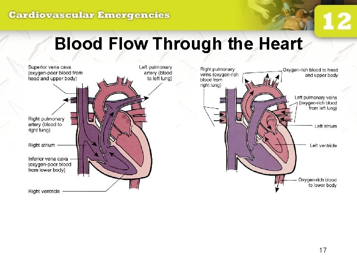 Blood Flow Through the Heart 17 