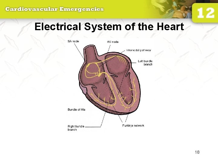 Electrical System of the Heart 18 