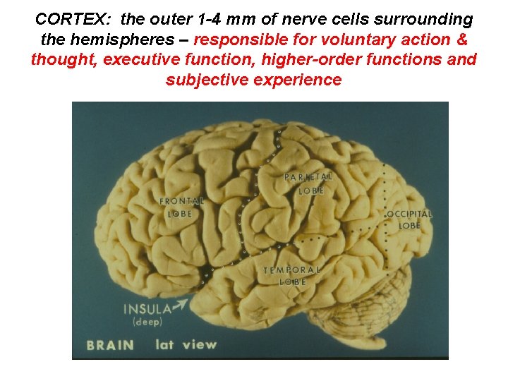 CORTEX: the outer 1 -4 mm of nerve cells surrounding the hemispheres – responsible