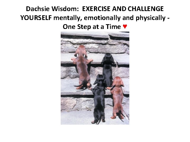 Dachsie Wisdom: EXERCISE AND CHALLENGE YOURSELF mentally, emotionally and physically One Step at a