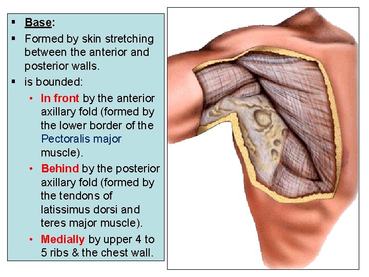 § Base: § Formed by skin stretching between the anterior and posterior walls. §