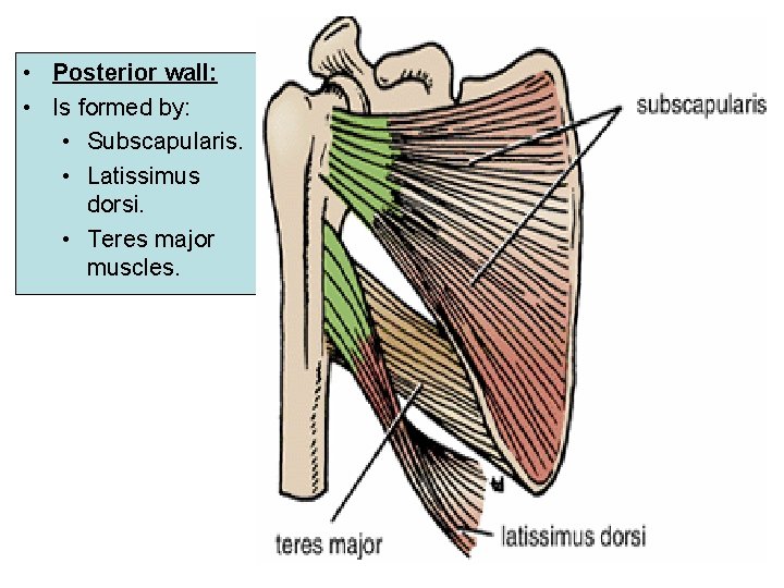  • Posterior wall: • Is formed by: • Subscapularis. • Latissimus dorsi. •
