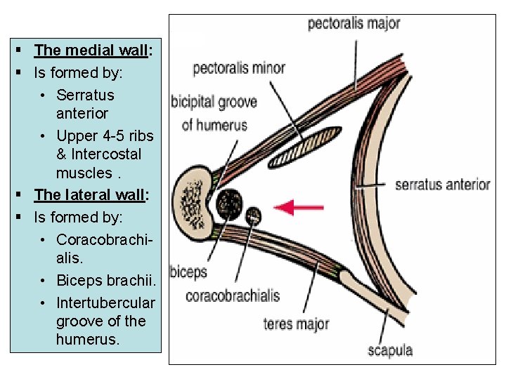 § The medial wall: § Is formed by: • Serratus anterior • Upper 4