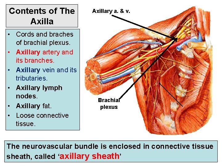 Contents of The Axilla • Cords and braches of brachial plexus. • Axillary artery