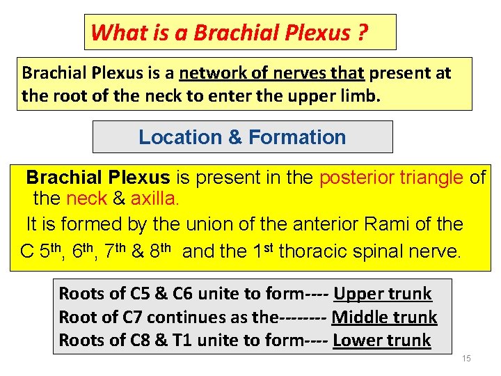 What is a Brachial Plexus ? Brachial Plexus is a network of nerves that