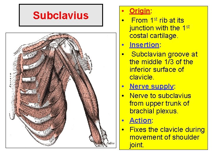 Subclavius • Origin: • From 1 st rib at its junction with the 1