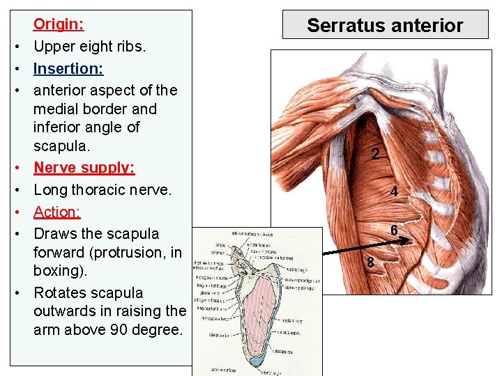  • • Origin: Upper eight ribs. Insertion: anterior aspect of the medial border