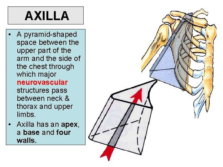 AXILLA • A pyramid-shaped space between the upper part of the arm and the