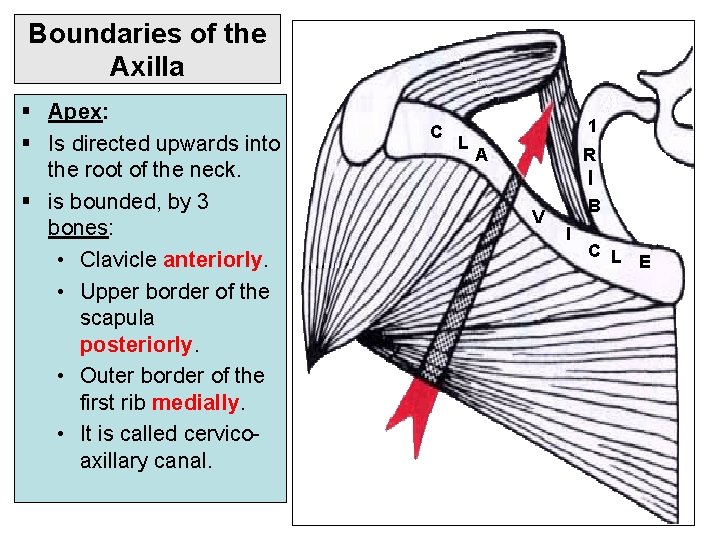 Boundaries of the Axilla § Apex: § Is directed upwards into the root of