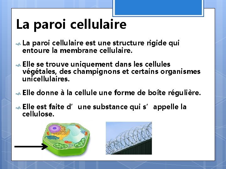 La paroi cellulaire est une structure rigide qui entoure la membrane cellulaire. Elle se