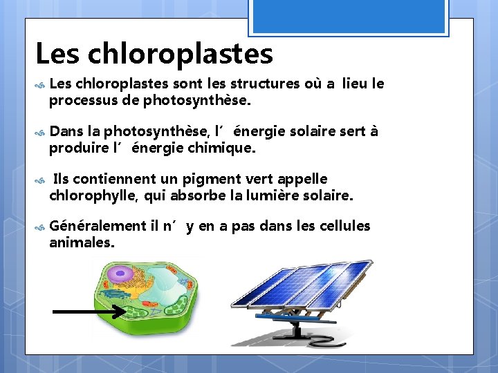 Les chloroplastes sont les structures où a lieu le processus de photosynthèse. Dans la