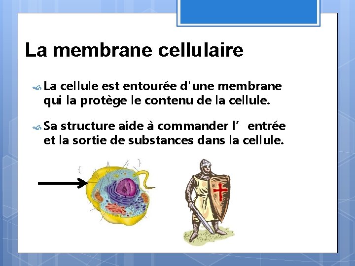La membrane cellulaire La cellule est entourée d'une membrane qui la protège le contenu