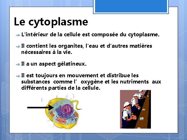 Le cytoplasme L'intérieur de la cellule est composée du cytoplasme. Il contient les organites,