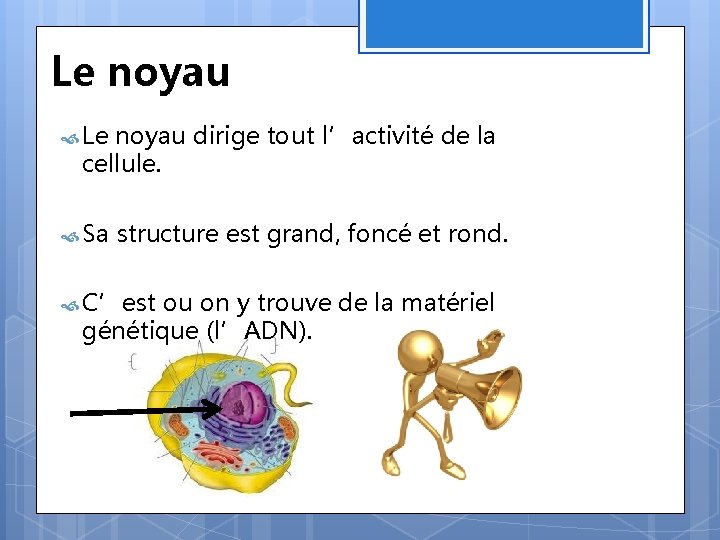 Le noyau dirige tout l’activité de la cellule. Sa structure est grand, foncé et