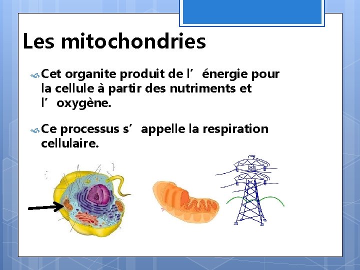Les mitochondries Cet organite produit de l’énergie pour la cellule à partir des nutriments