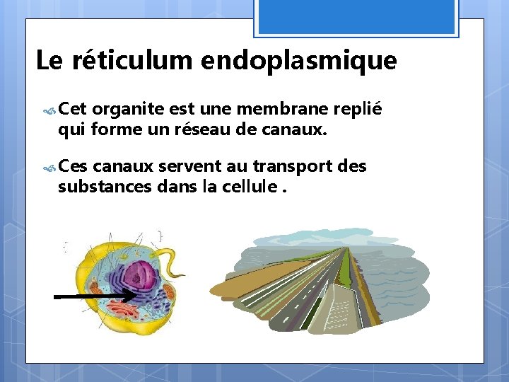 Le réticulum endoplasmique Cet organite est une membrane replié qui forme un réseau de