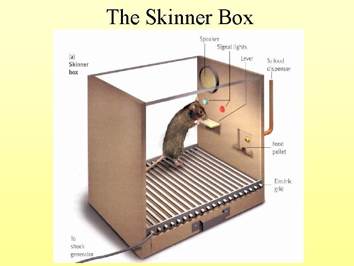 The Skinner Box 