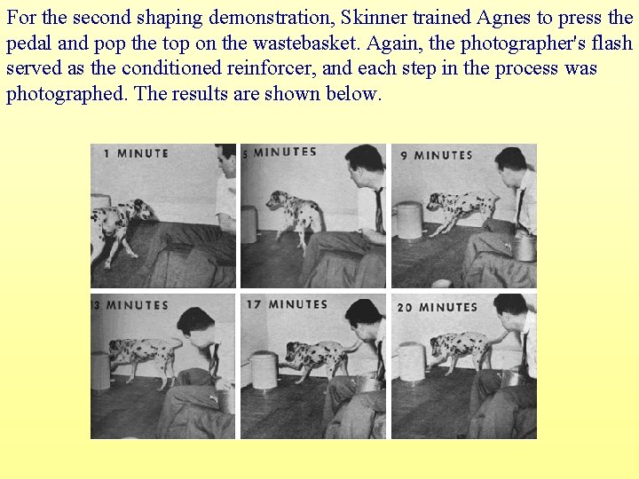 For the second shaping demonstration, Skinner trained Agnes to press the pedal and pop