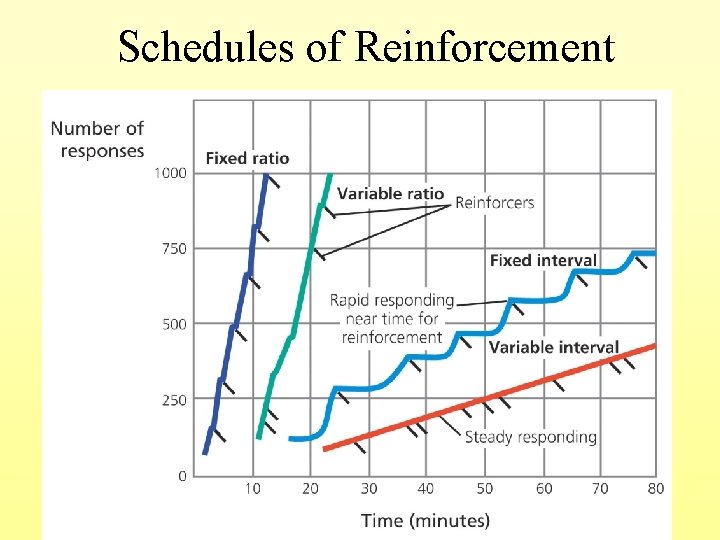 Schedules of Reinforcement 