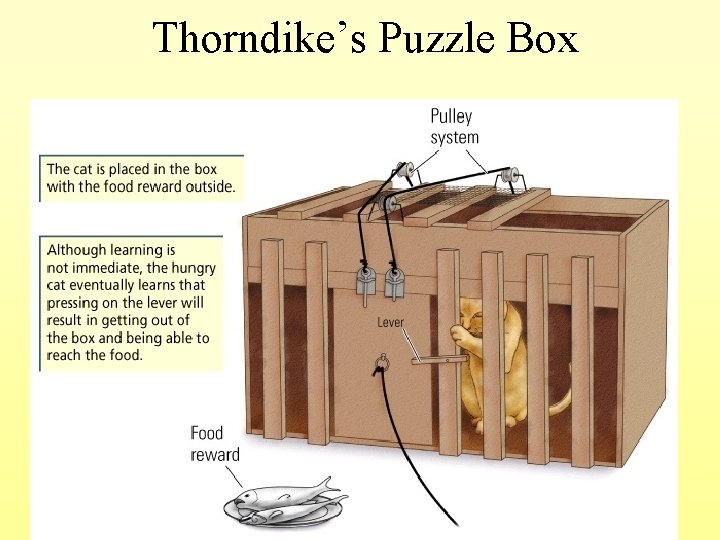 Thorndike’s Puzzle Box 