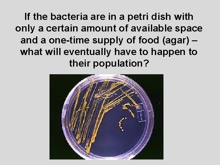 If the bacteria are in a petri dish with only a certain amount of