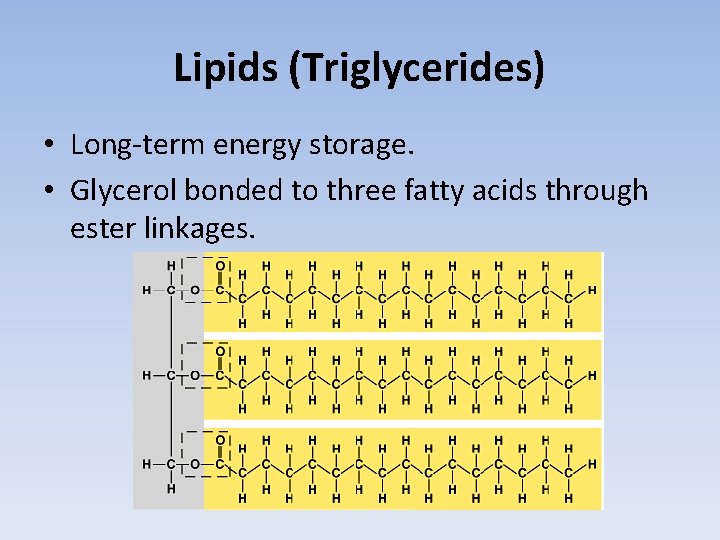 Lipids (Triglycerides) • Long-term energy storage. • Glycerol bonded to three fatty acids through