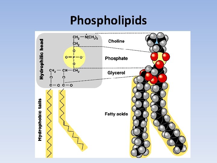 Phospholipids 