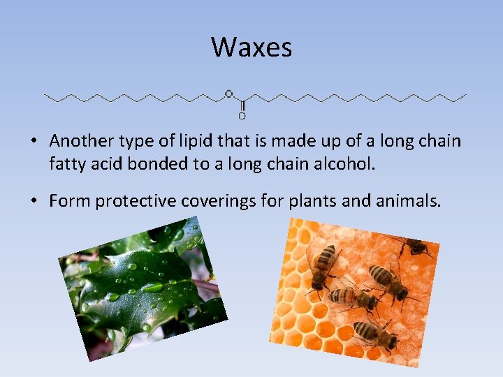 Waxes • Another type of lipid that is made up of a long chain