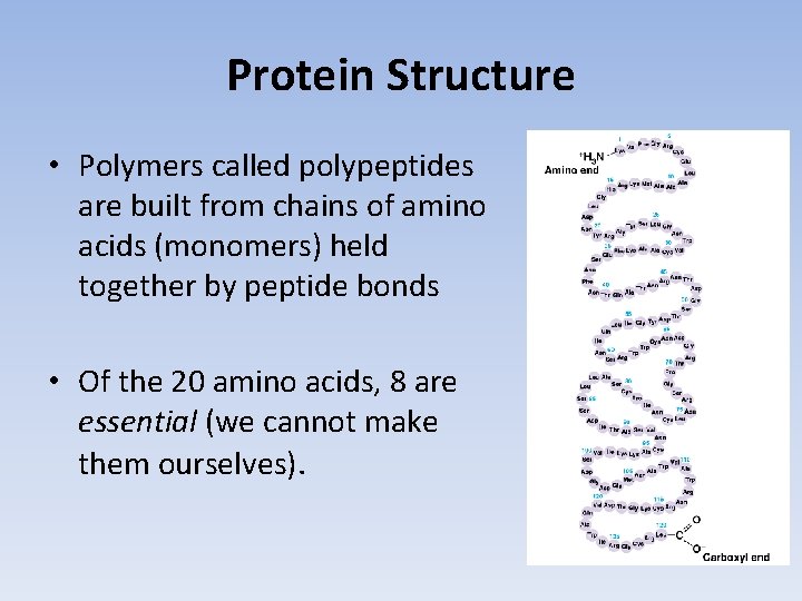 Protein Structure • Polymers called polypeptides are built from chains of amino acids (monomers)