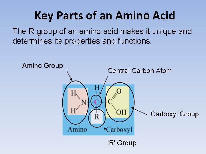 Key Parts of an Amino Acid The R group of an amino acid makes