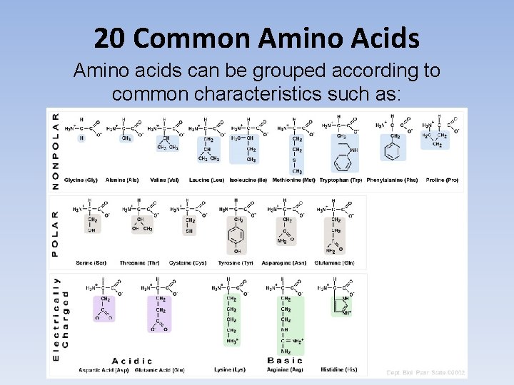 20 Common Amino Acids Amino acids can be grouped according to common characteristics such